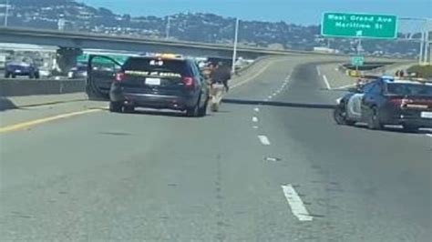 naked bay bridge|Naked woman opens fire on San Franciscos Bay Bridge